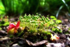 綠色哨兵 大氣污染監(jiān)測(cè)植物及其應(yīng)用